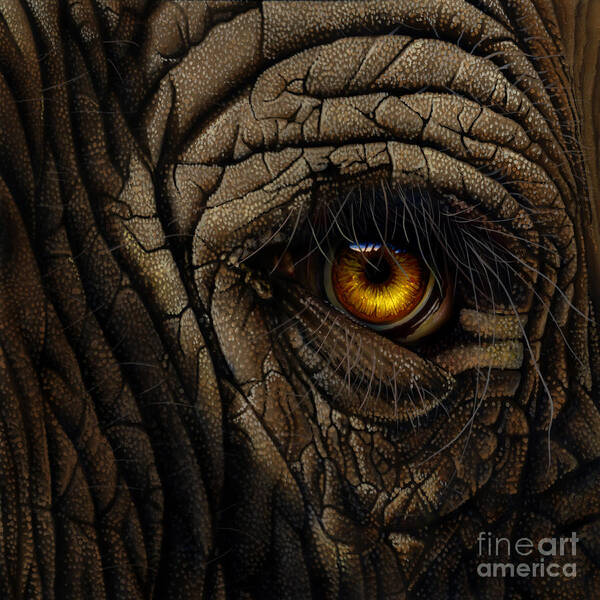 Elephant Eye Art Print