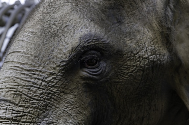 Elephant Eye Images - Free Download on Freepik