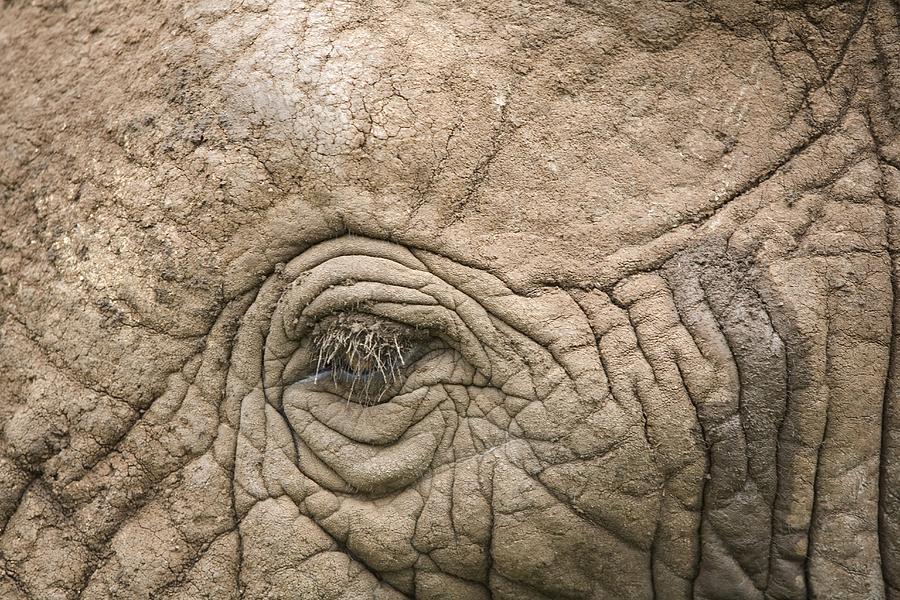 African Elephant Eye And Skin by Photostock-israel