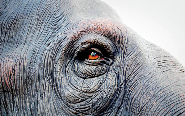 Elephant Eye Art Print