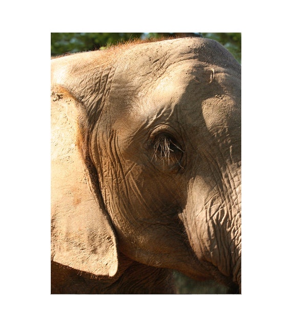 Elephant Eye Close up Print. Elephant Face Print. Safari Lovers ...