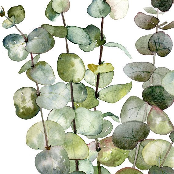 Eucalyptus Printable, Eucalyptus Poster, Eucalyptus Wall Art ...