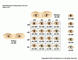 printable eye color chart