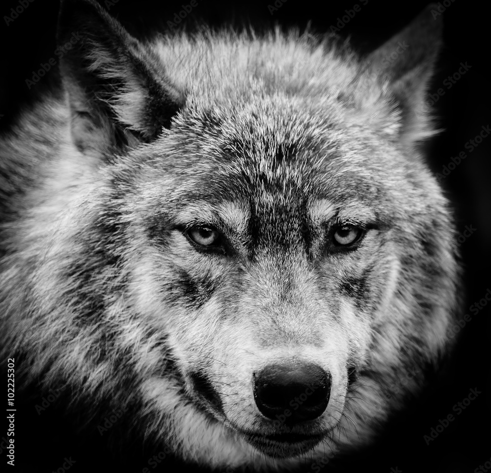 printable eyes black and white