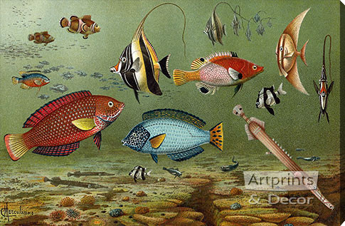 Fish Aquarium II - Canvas Art Print