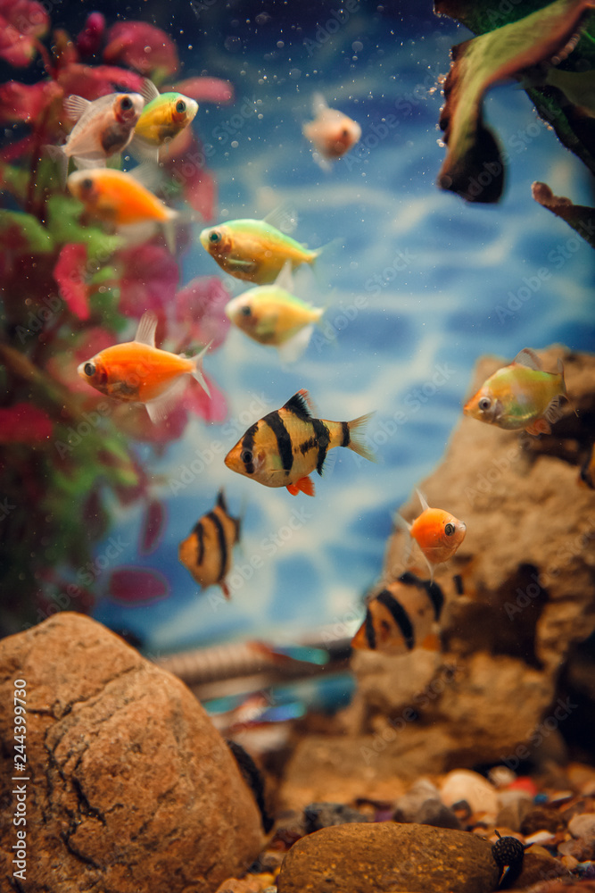 Photo &  Art Print Colorful fish in the aquarium, pha88