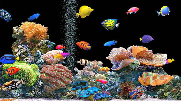 72+ Best Aquarium Backgrounds