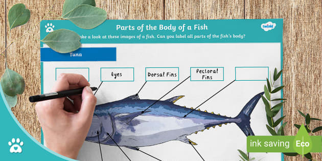 printable fish body parts
