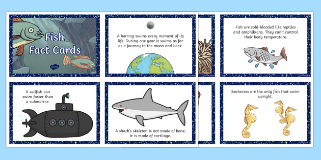 Fish Fact Cards | Primary Teaching Resources (teacher made)