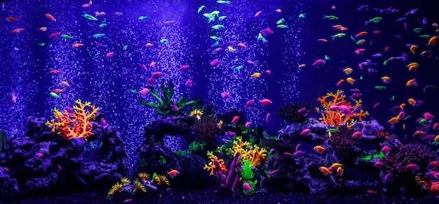 Premium Photo | Macro beautiful fish glo tetra fish danio rerio ...