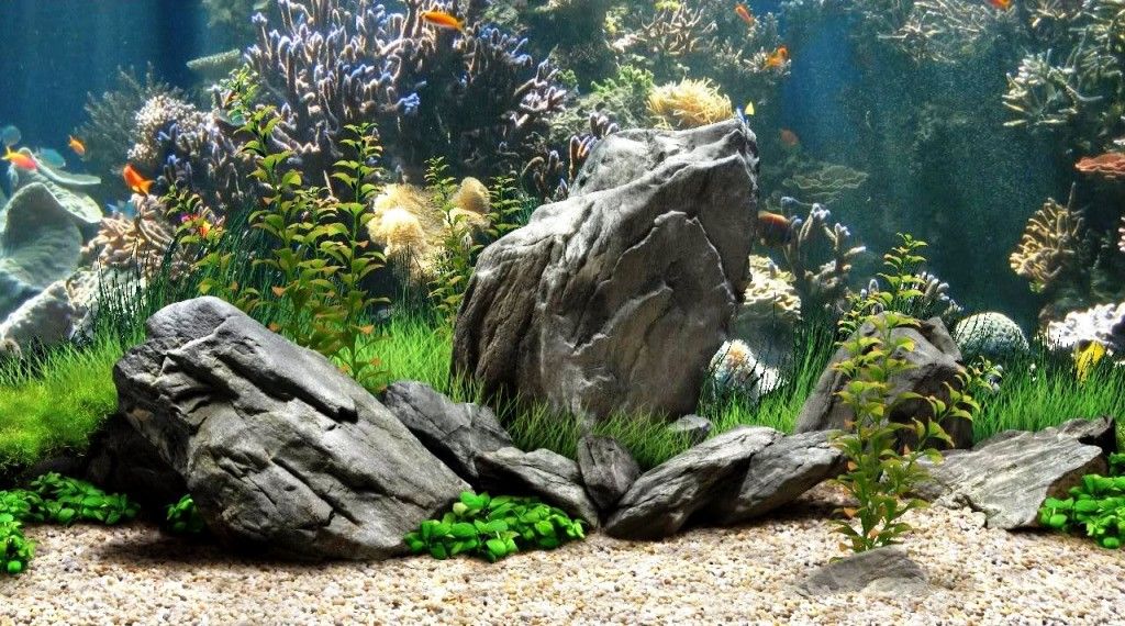 printable fish tank scenery