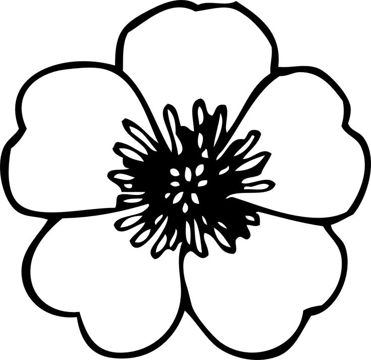 black and white image of flower