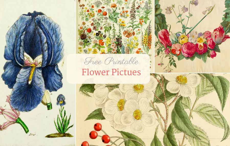Beautiful Free Vintage Flower Pictures To Download - Picture Box Blue