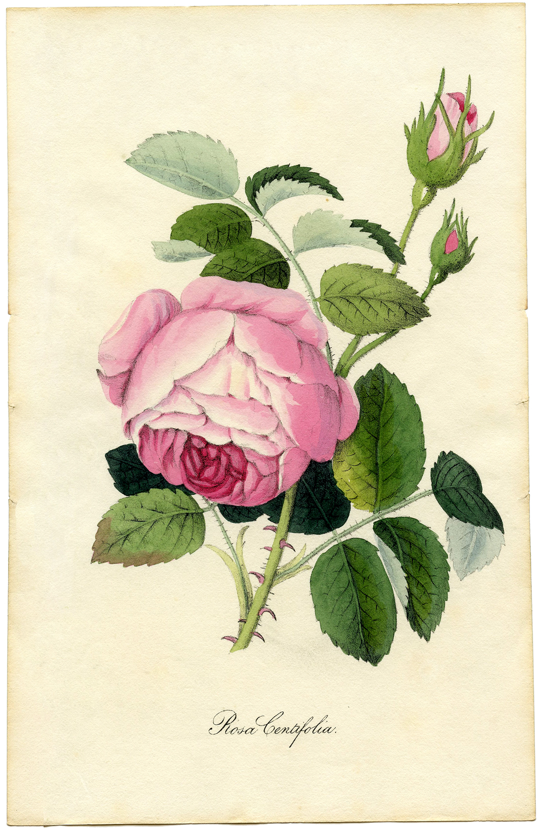 672 Vintage Flower Images! - The Graphics Fairy