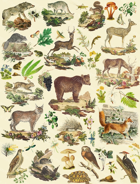 printable forest animal pictures