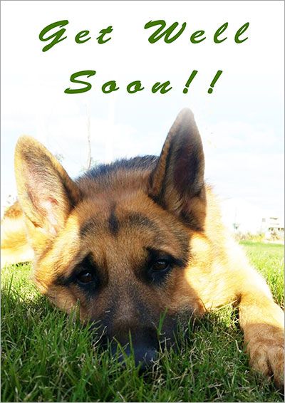 printable get well cards dogs