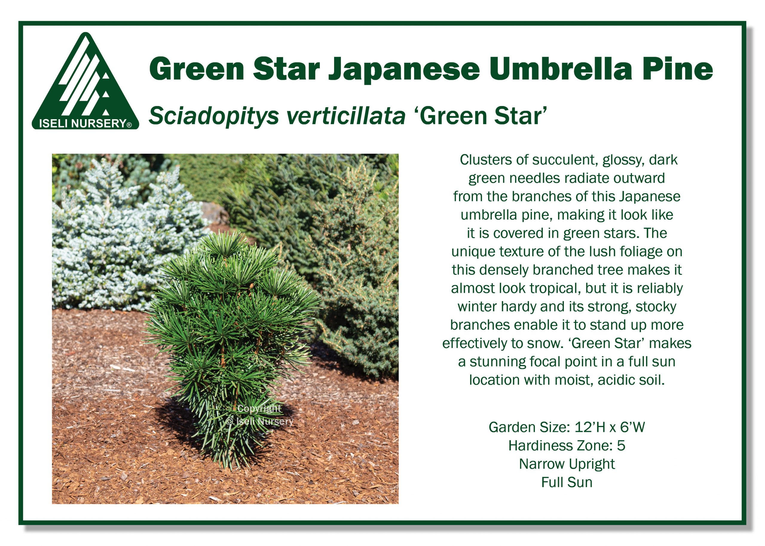 printable green stars