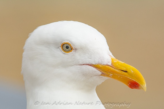 Gulls Bird Digital Download 3 Images Nature Animal Seagulls ...