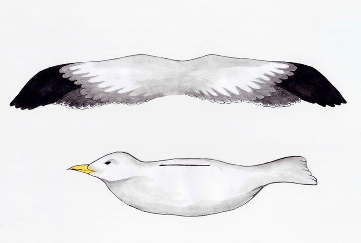 Olrogs Gull - Larus atlanticus - Birds of the World