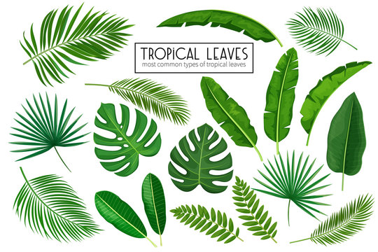 printable hawaiian leaves