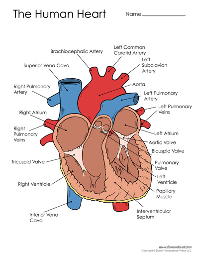printable heart diagram