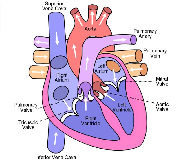 printable heart diagram