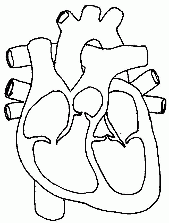 printable heart diagram