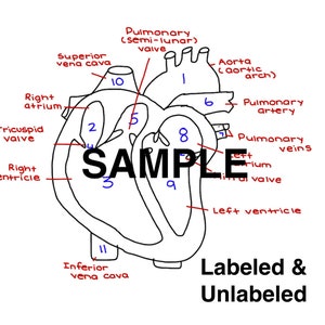 printable heart diagram