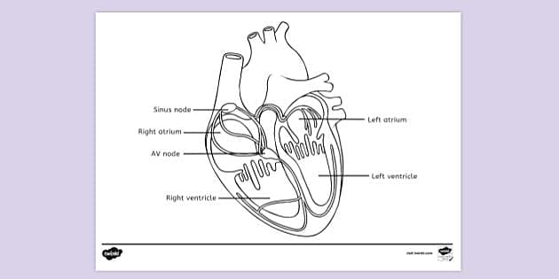 printable heart diagram