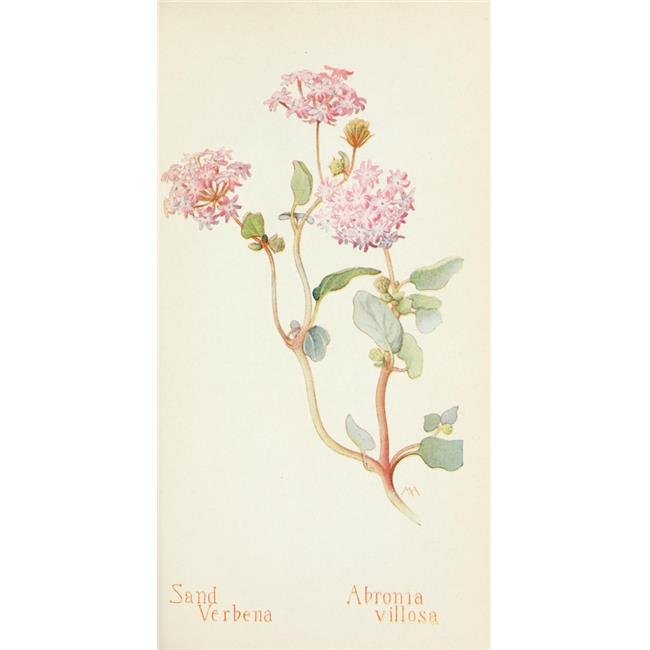 Printable Heaven PPHPDP86879 Western Wild Flowers 1915 Sand ...