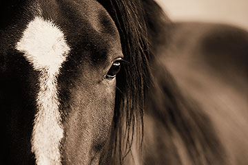 The Horse Eye Art Print