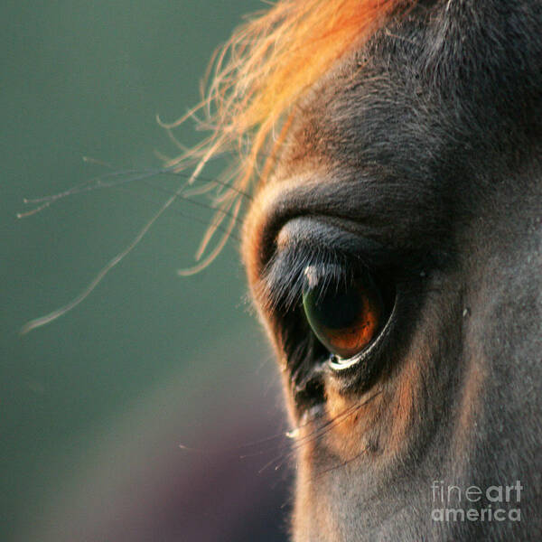 Horse Eye Study | Official Art Site