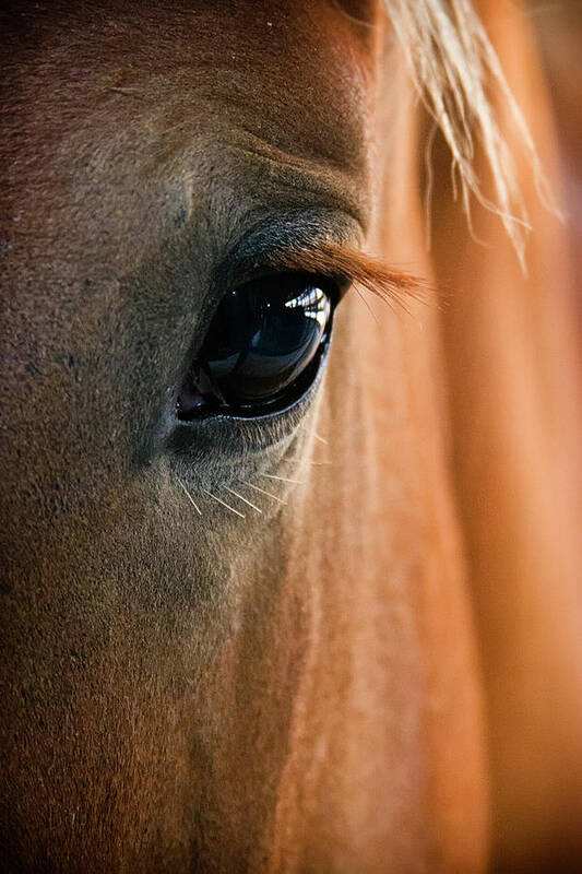 printable horse eyes