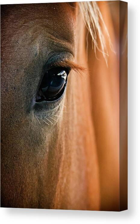 printable horse eyes