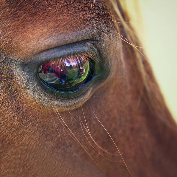 printable horse eyes