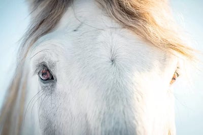 printable horse eyes