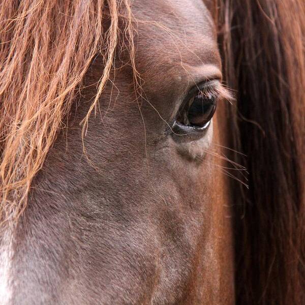 Horse Eye Fine Art Print Black and White Horse Minimal Art  