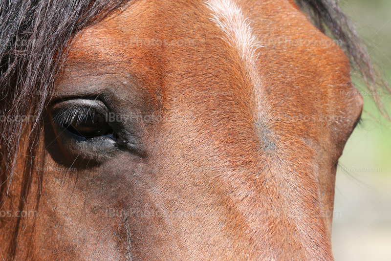 Horse Eye Framed Print by Adam Romanowicz