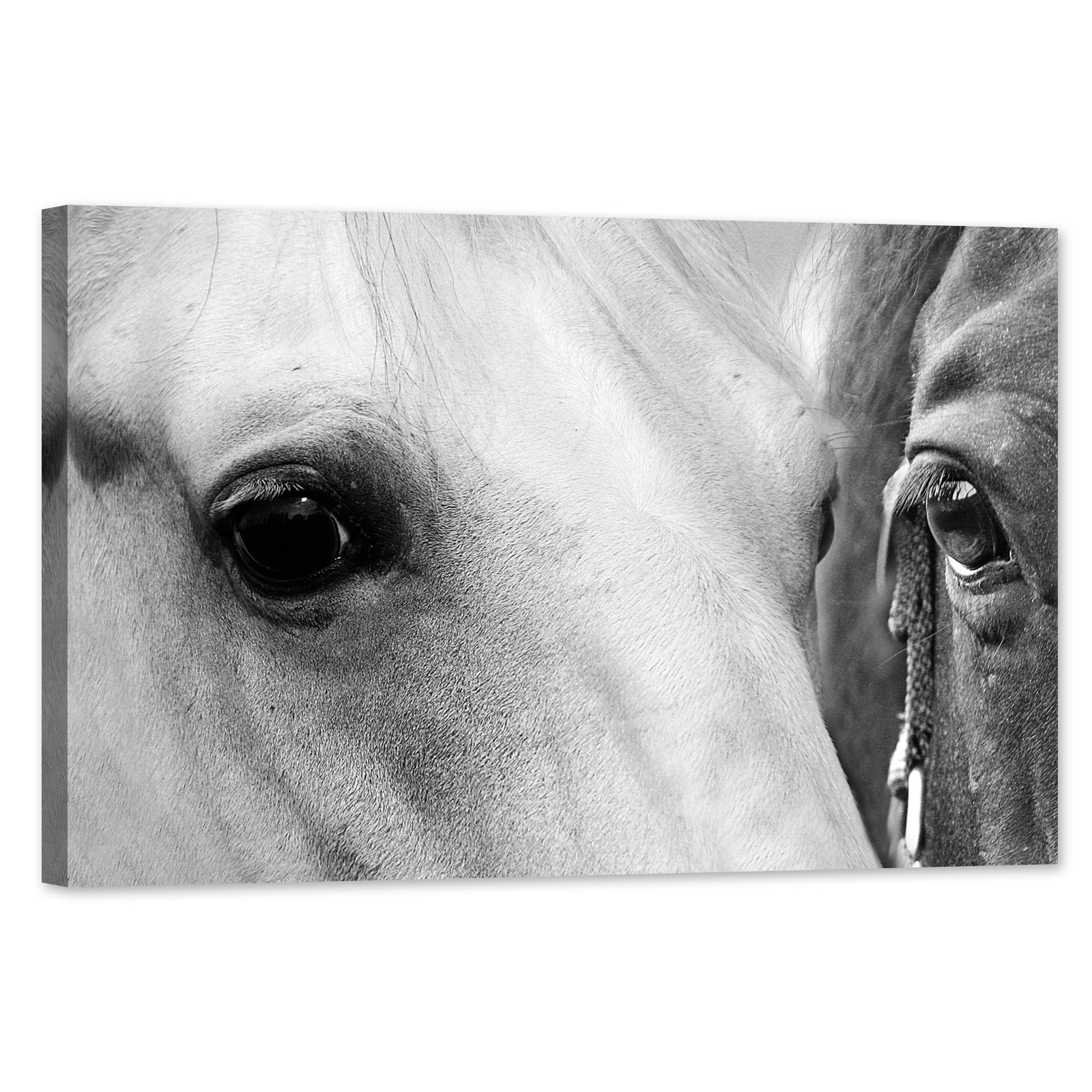 Horse Eye Photos and Images | Shutterstock
