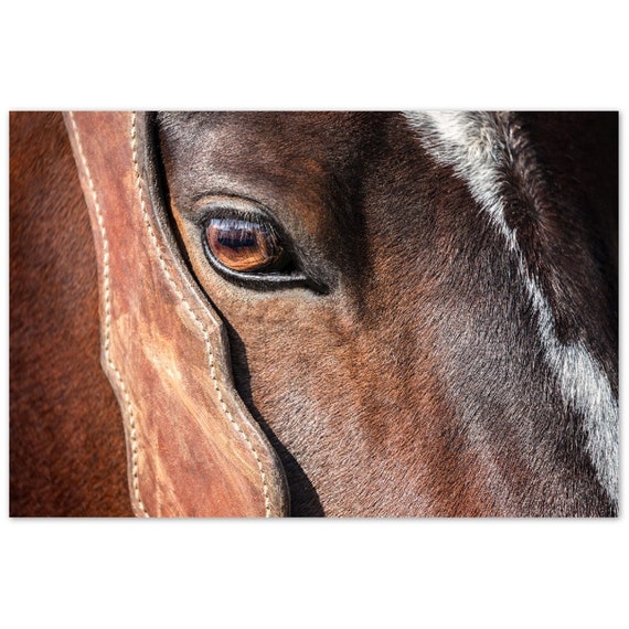 printable horse eyes