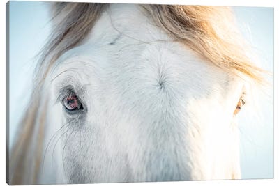 printable horse eyes