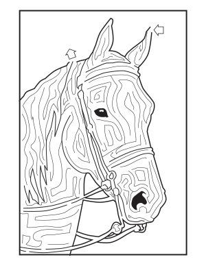 Kids Corner - Equine Advocates