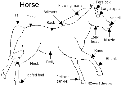 Horse Read-and-Answer Quiz - EnchantedLearning.com