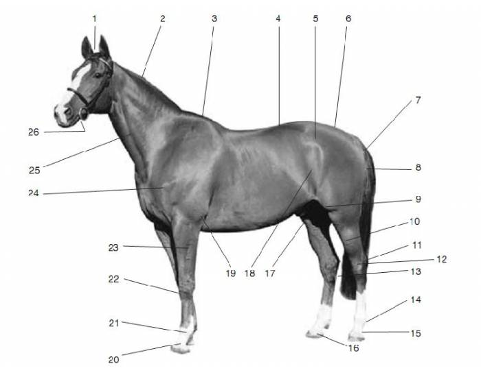 Points of the horse Quiz