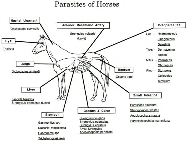 27 Quiz sheets ideas | horse lessons, horse camp, riding lessons