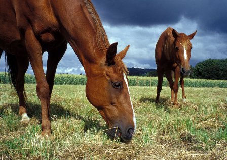 Free Printable Horse Quizzes - Learn About Horses