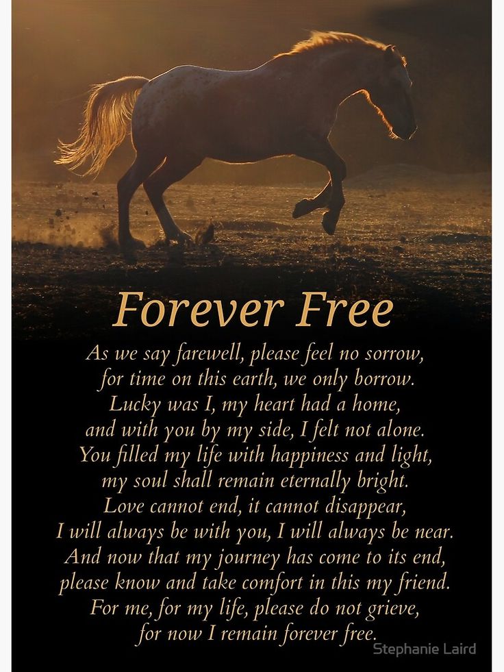 printable horse quotes