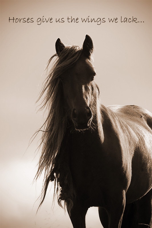 Horse SVG Bundle | Horse Quotes SVG