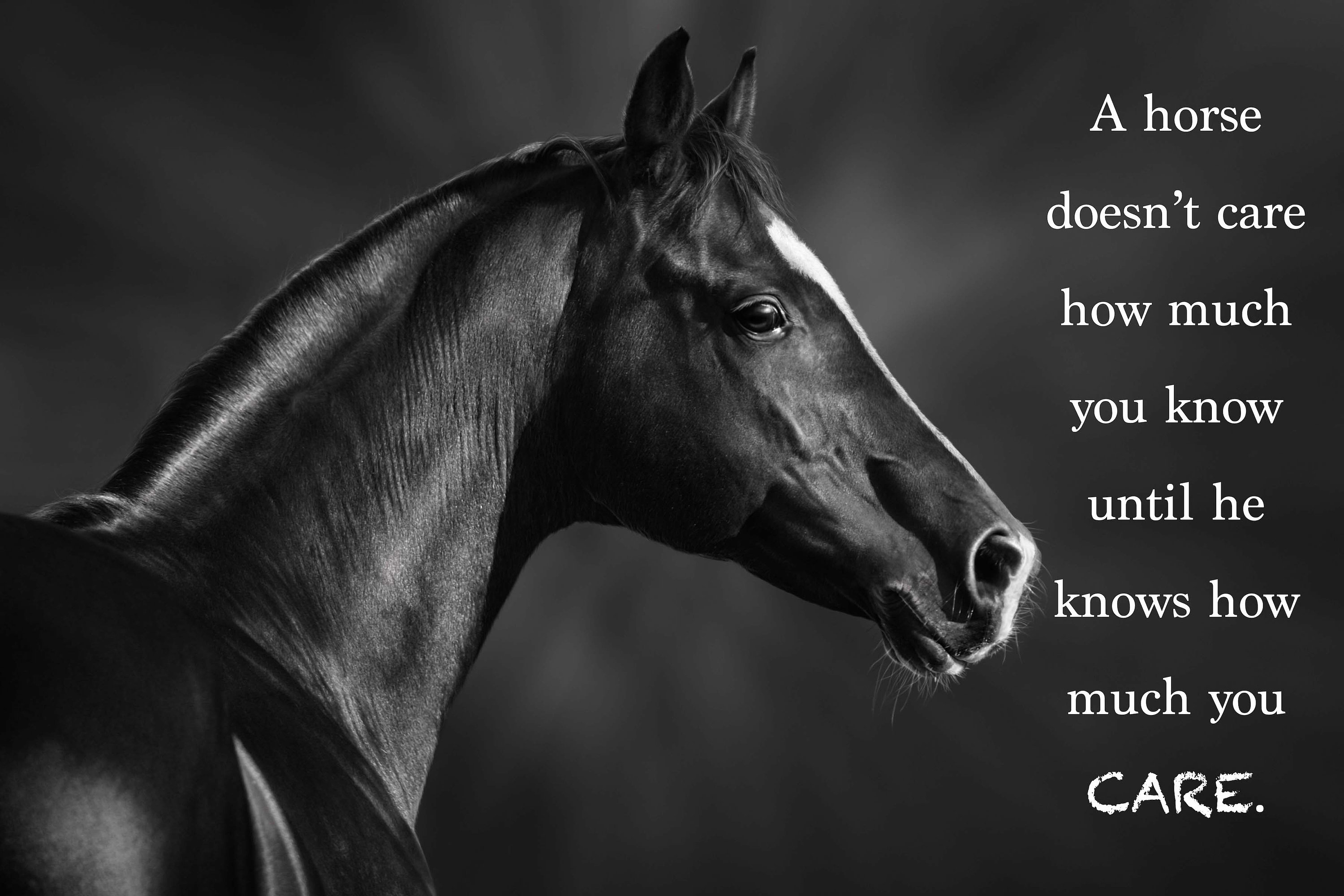 Horse quotes | Art Board Print