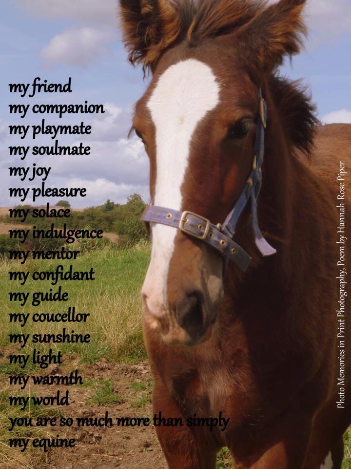Horse Quotes Graphic by zahed6525 · Creative Fabrica